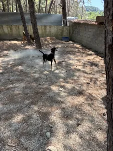 Adopt Anna