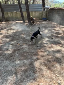 Adopt Anna