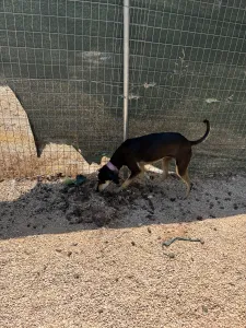 Adopt Anna
