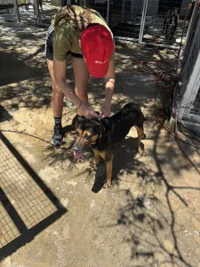 Adoptie hond Moglis