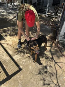 Adoptie hond Moglis
