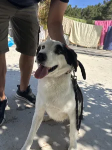 Adoptionsprofil für Louna