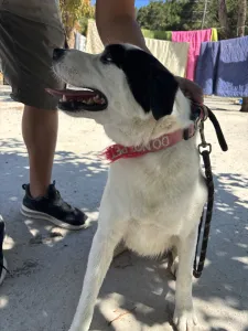 Adopt Louna