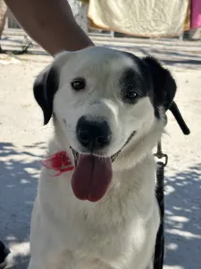 Adopt Louna