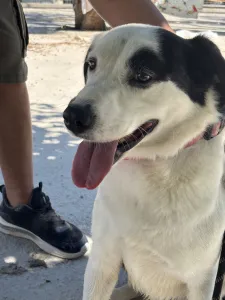 Adopt Louna