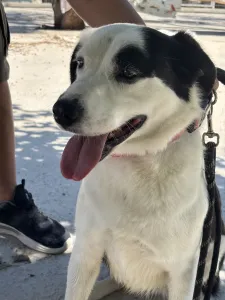 Adopt Louna