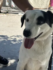 Adopt Louna