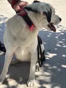 Adopt Louna