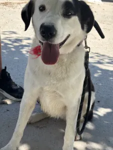 Adopt Louna