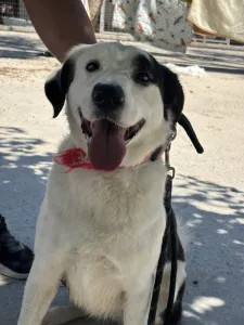 Adopt Louna