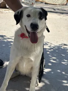 Adopt Louna