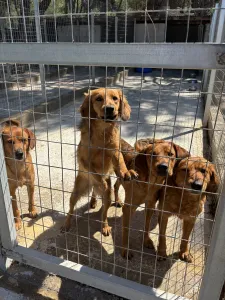Adopt Cookies