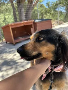 Adoptionsprofil für Kamela