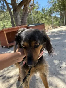 Adopt Kamela