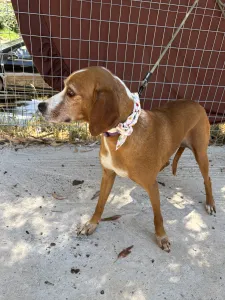Adoptionsprofil für Betty