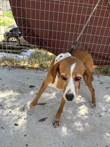 Adoptie hond Betty