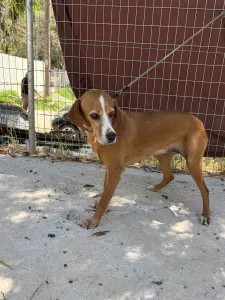 Adoptie hond Betty