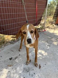Adoptie hond Betty