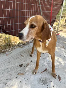 Adoptie hond Betty