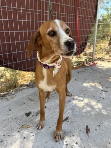 Adoptie hond Betty