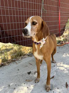 Adoptie hond Betty