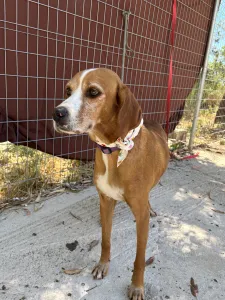 Adoptie hond Betty