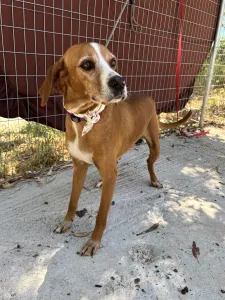 Adoptie hond Betty