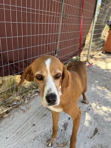 Adoptie hond Betty