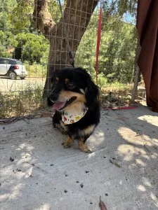 Adopt Markos