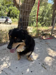 Adopt Markos