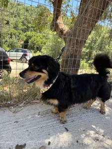 Adopt Markos
