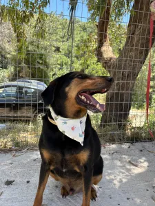 Adoptie hond Filippos