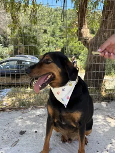 Adoptie hond Filippos