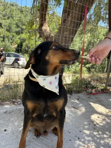 Adoptie hond Filippos