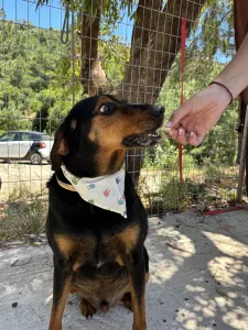 Adoptie hond Filippos