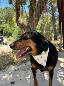 Adoptie hond Filippos