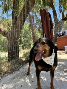 Adoptie hond Filippos
