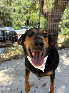 Adoptie hond Filippos