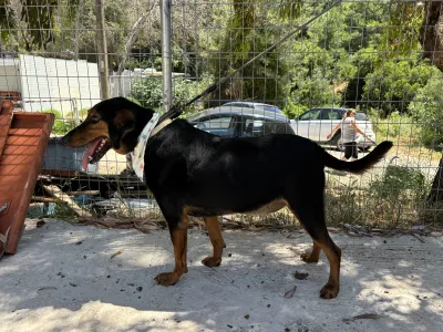 Adoptie hond Filippos
