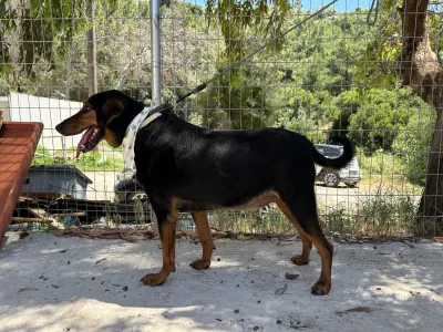 Adoptie hond Filippos