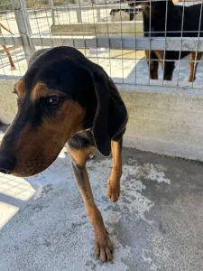 Adopt Naomi