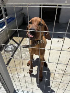Hund Aris adoptieren