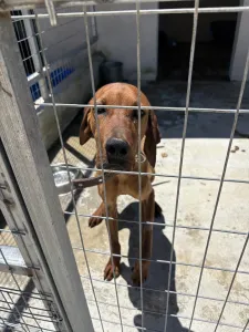 Hund Aris adoptieren