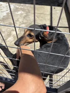 Adoptionsprofil für Molly