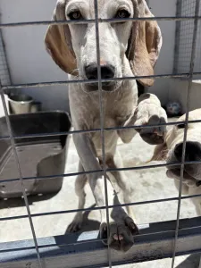 Adoptionsprofil für Roc