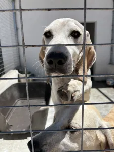 Adopt Roc