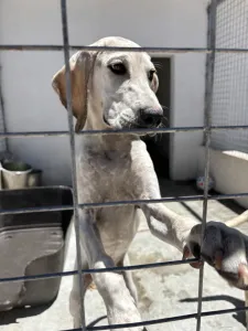Adopt Roc