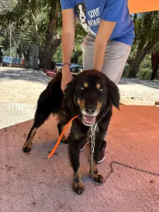 Hund Foivos adoptieren