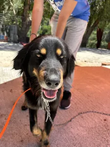 Adoptionsprofil für Foivos