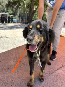 Hund Foivos adoptieren